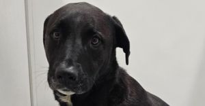 Meet Stella The Sweet  Strong Gentle Giant Stella has the kindest heart and is a beautiful dog Whi