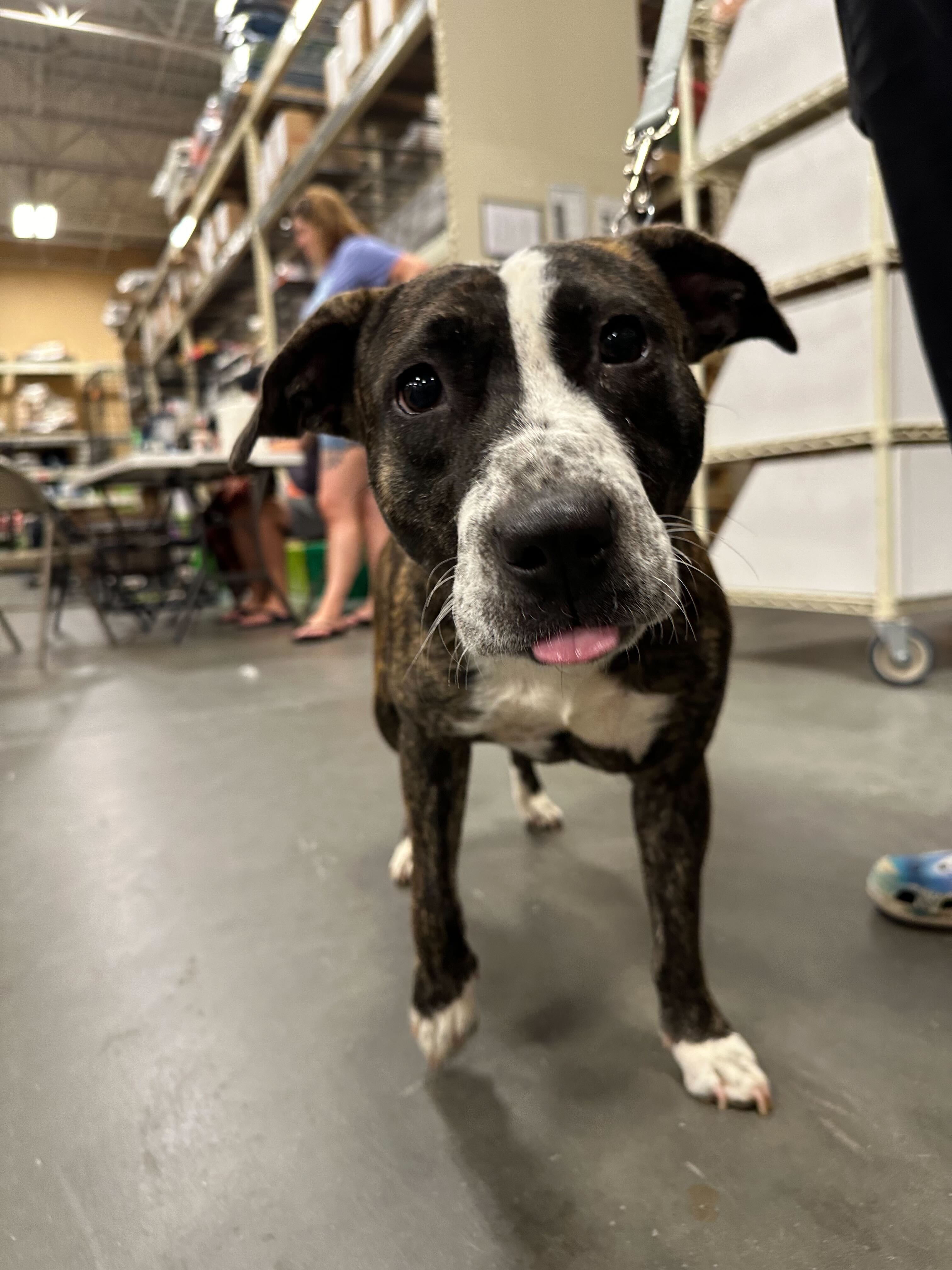 Bubbles * Needs Foster