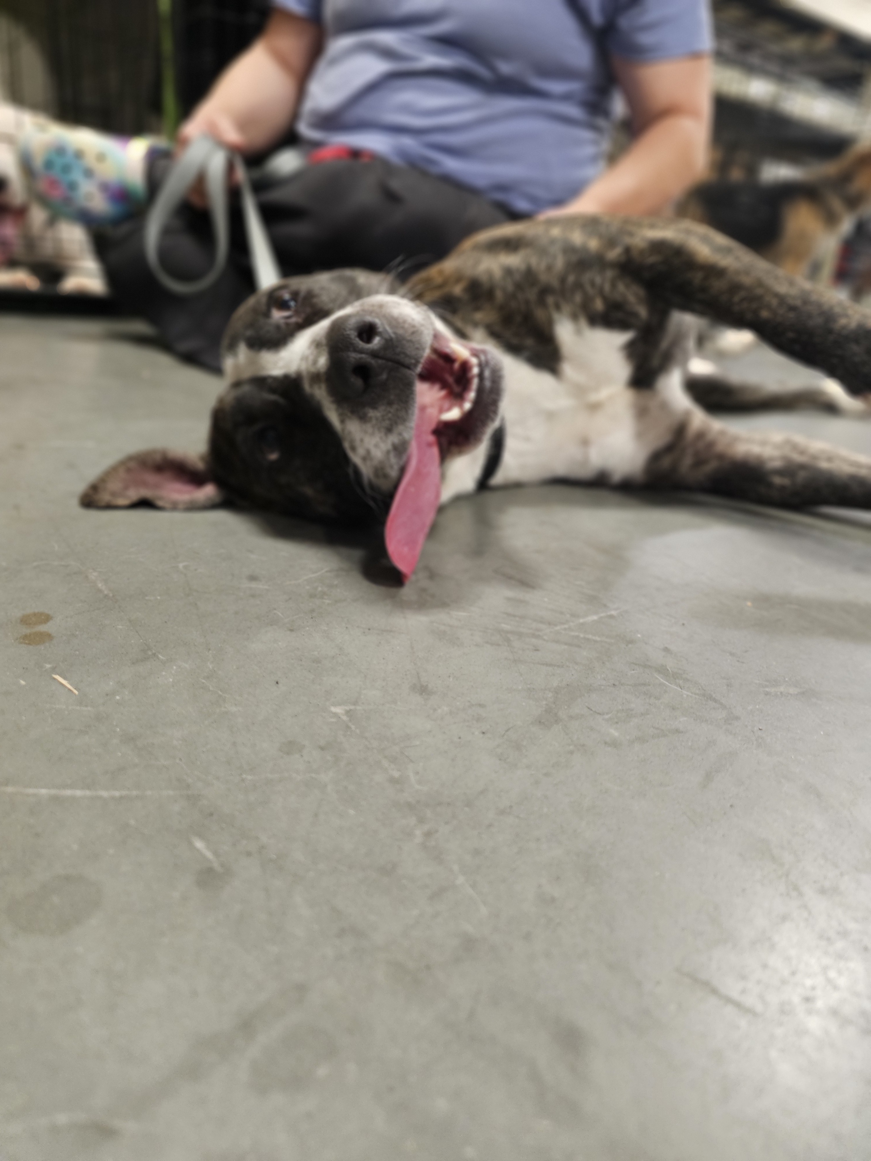 Bubbles * Needs Foster