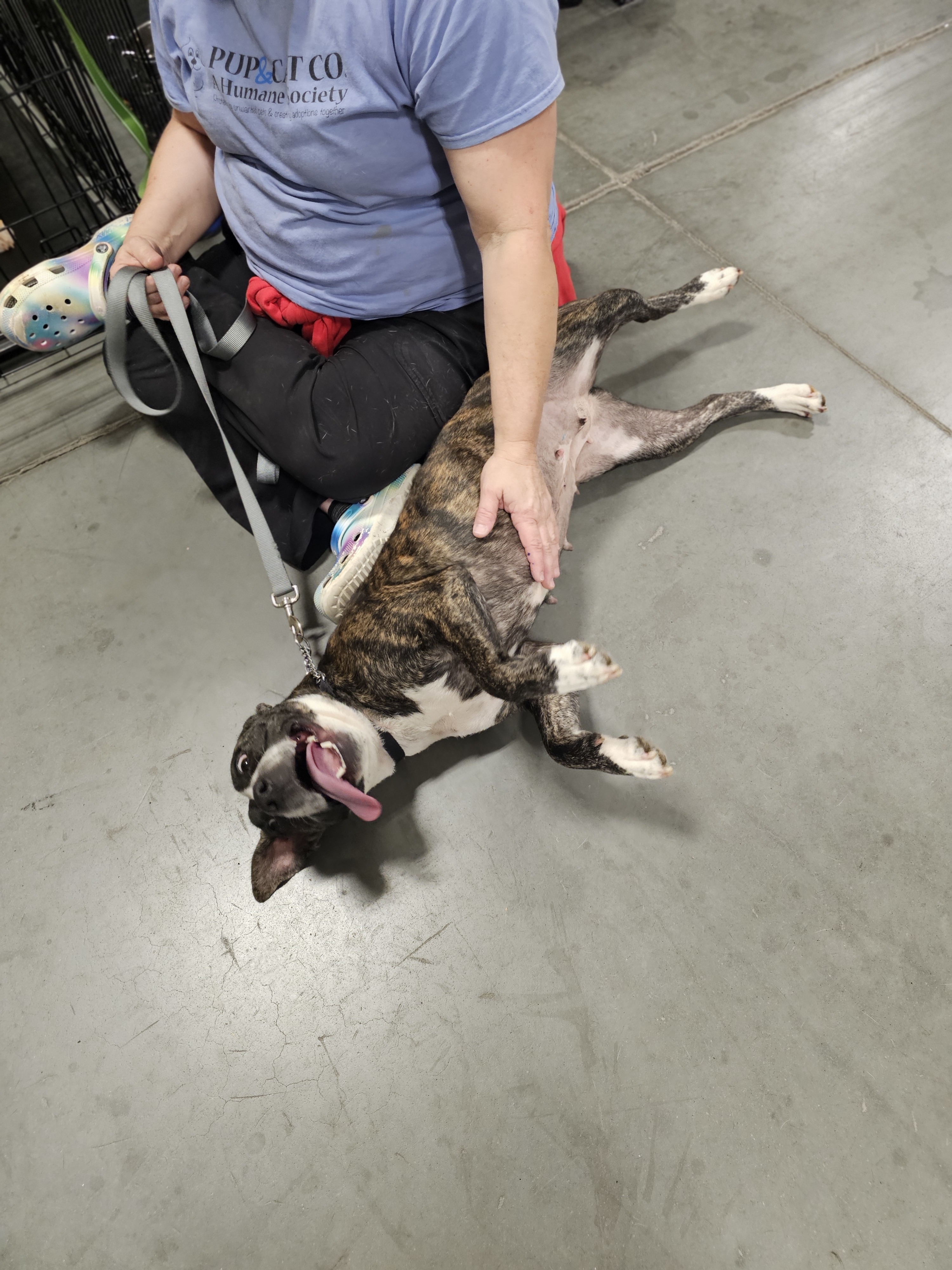 Bubbles * Needs Foster