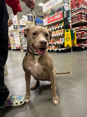 Crystal, Adult Female Pit Bull Terrier