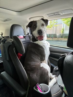 Lisa Marie, Adult Female Pit Bull Terrier