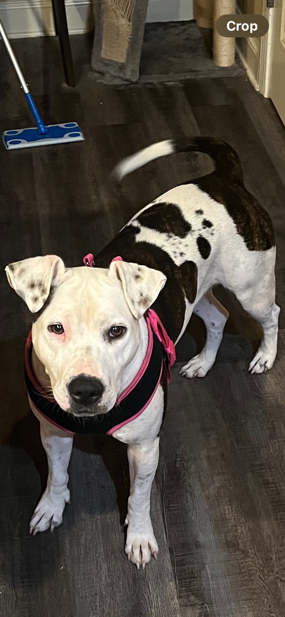 Millie ** NEEDS FOSTER