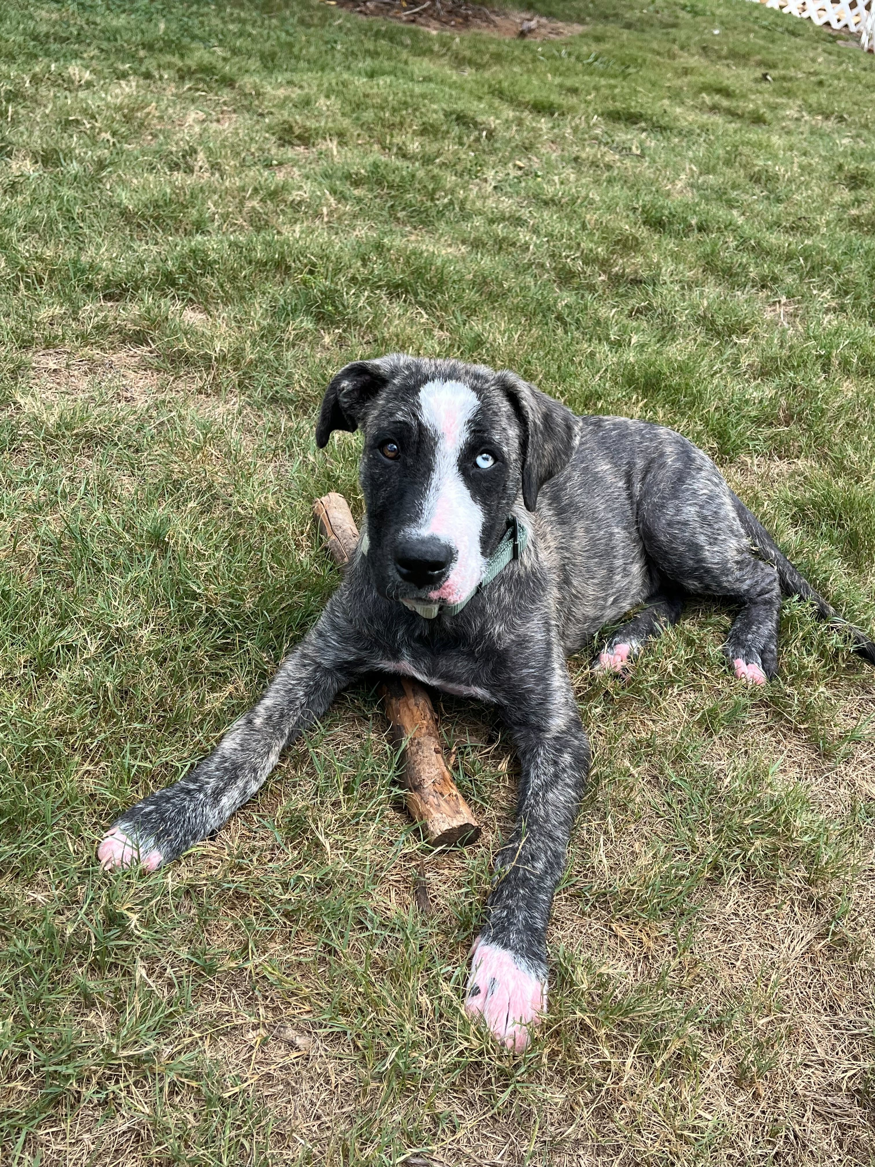 Mojo