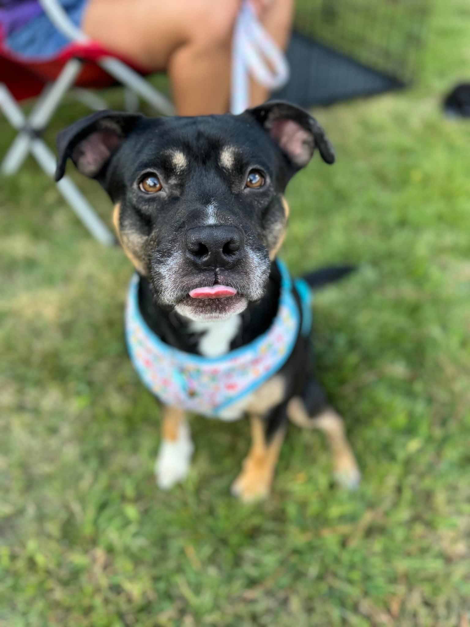 Domino