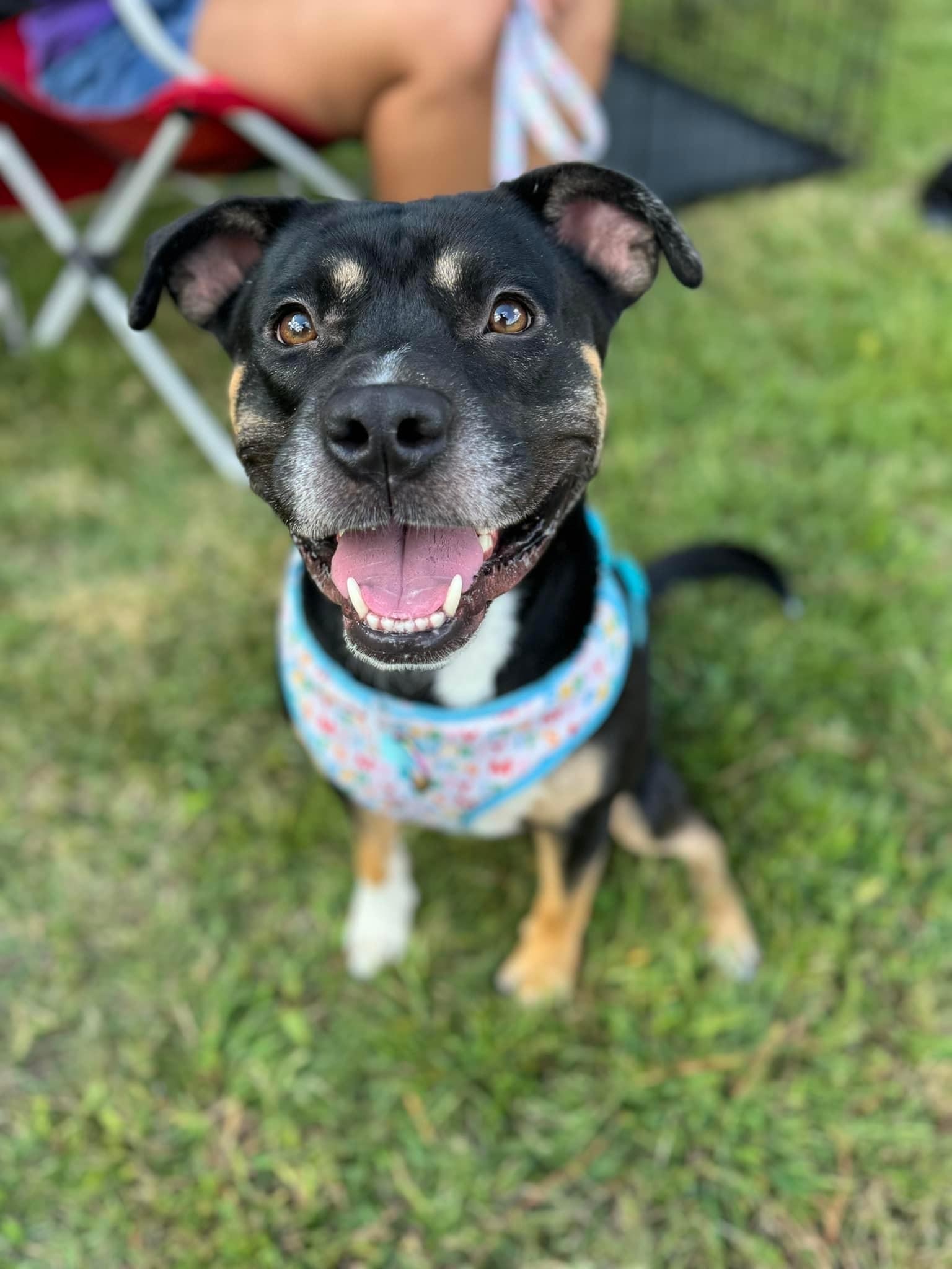 Domino
