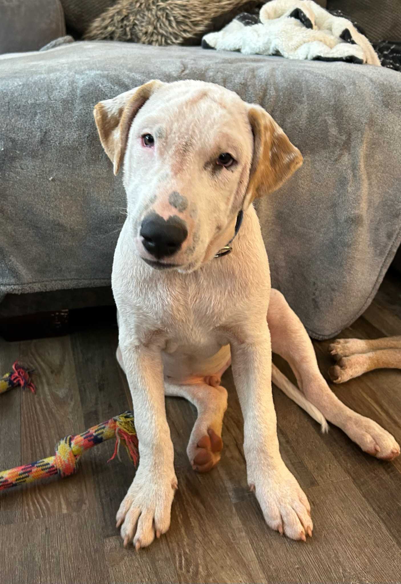 Otto * NEEDS FOSTER
