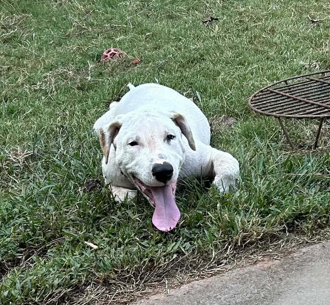Otto * NEEDS FOSTER