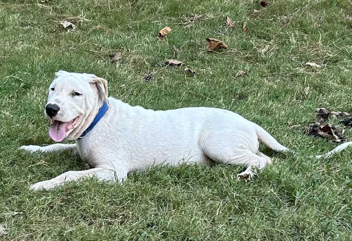 Otto * NEEDS FOSTER
