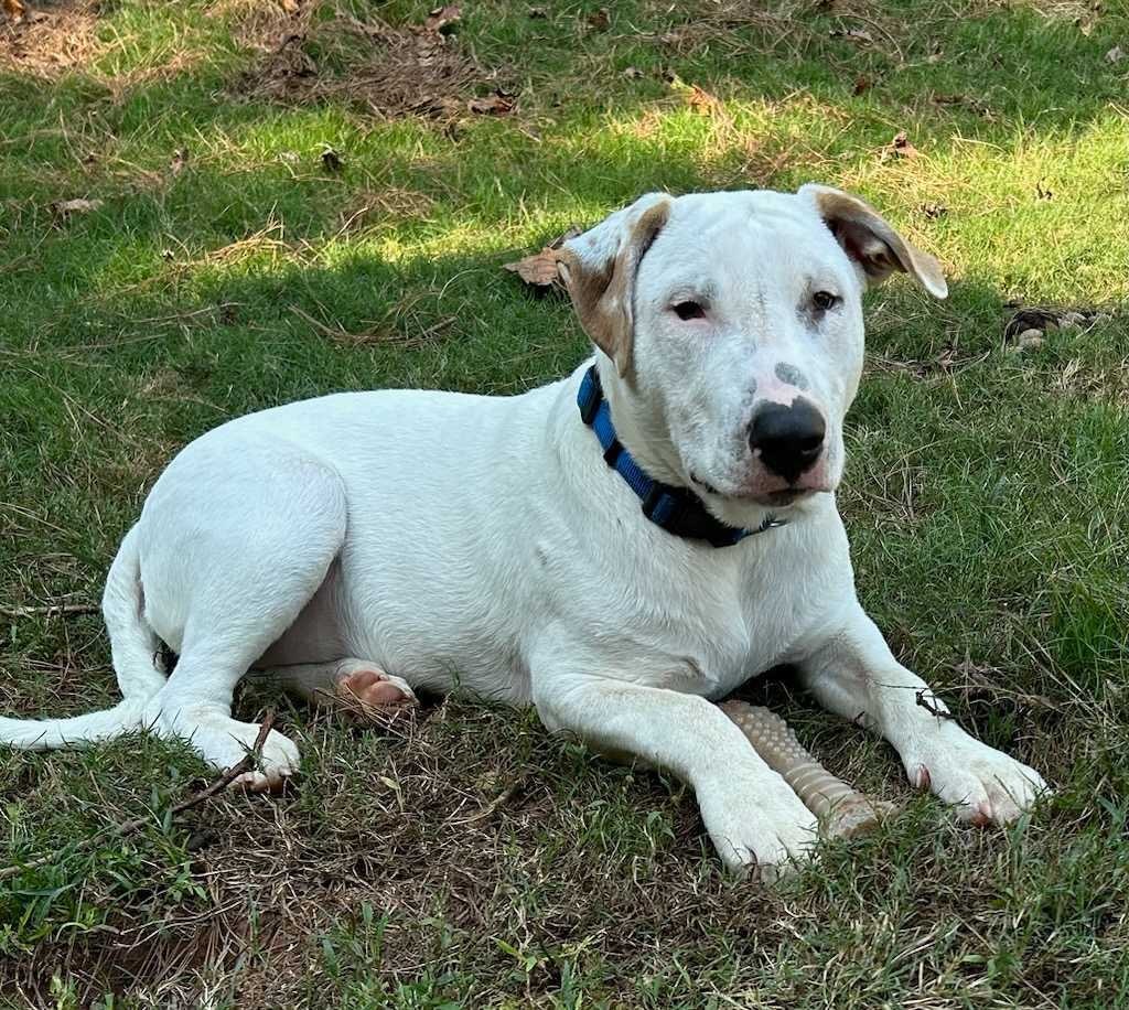 Otto * NEEDS FOSTER
