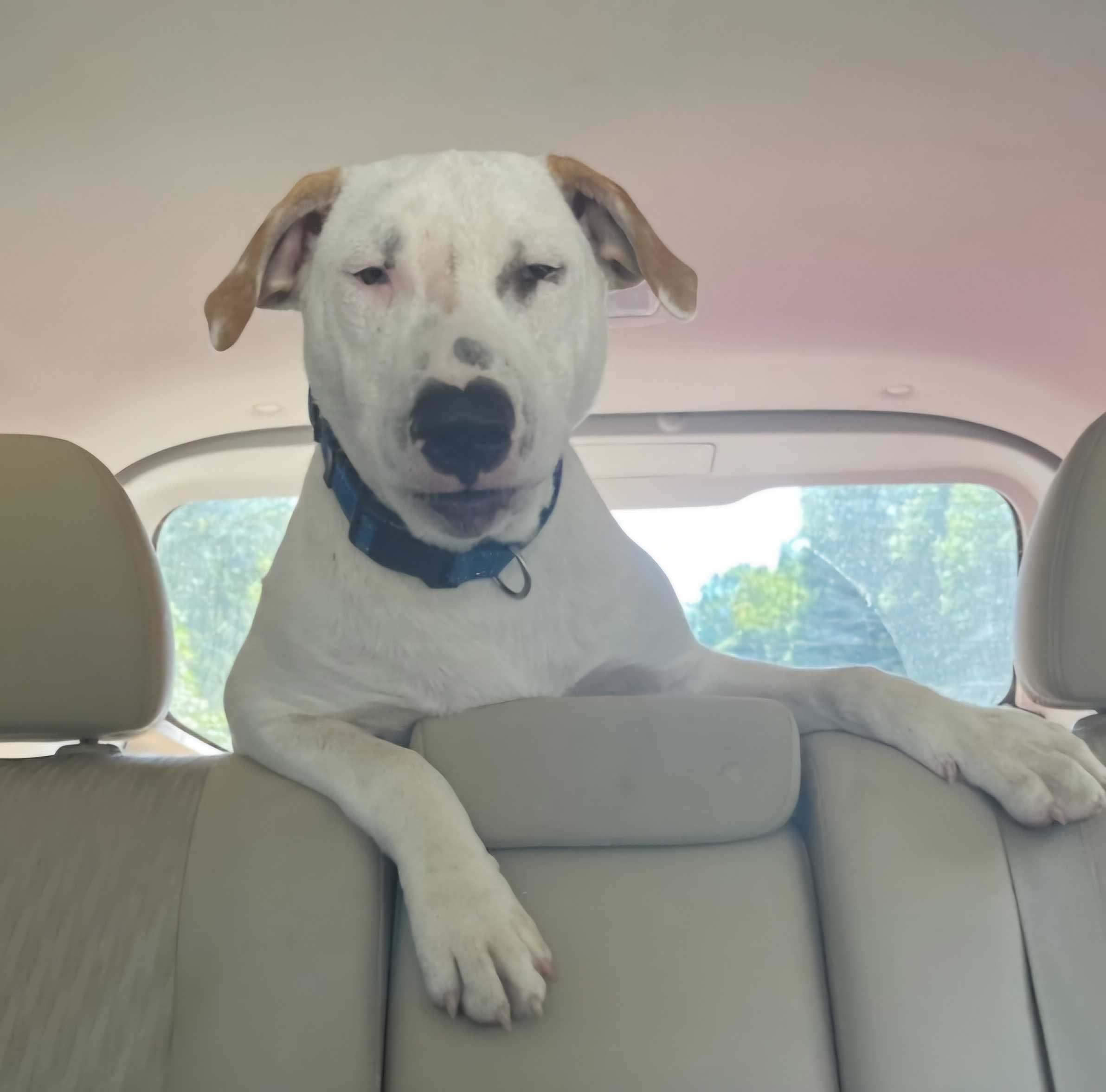 Otto * NEEDS FOSTER