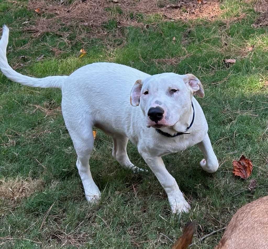 Otto * NEEDS FOSTER