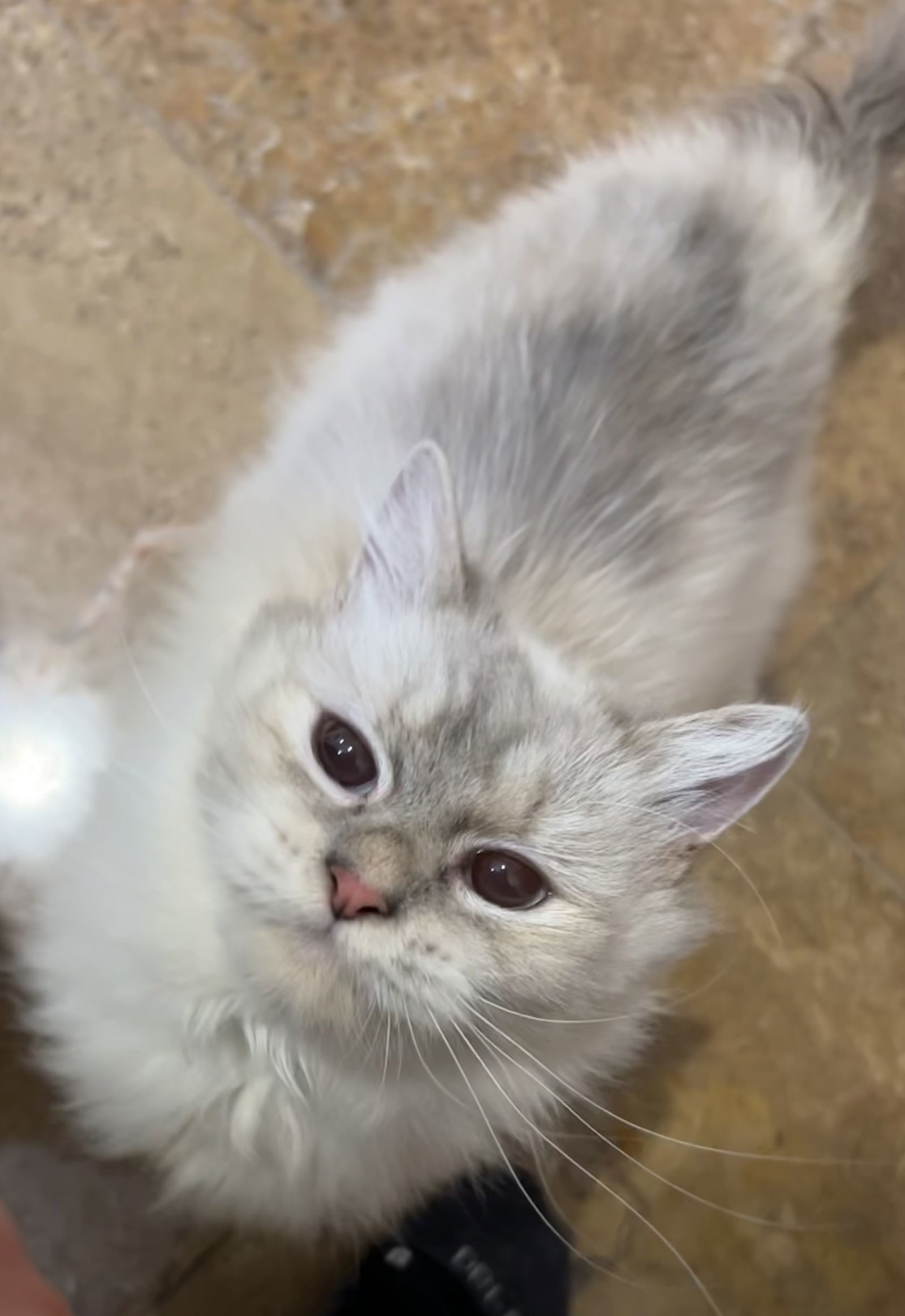 Pippa, an adoptable Ragdoll in Napa, CA, 94558 | Photo Image 1