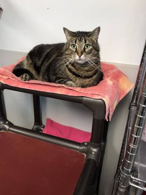 Abby, Adult Female unknown