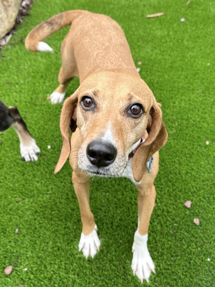 Marlena, an adoptable Foxhound, Beagle in Charleston, SC, 29416 | Photo Image 1