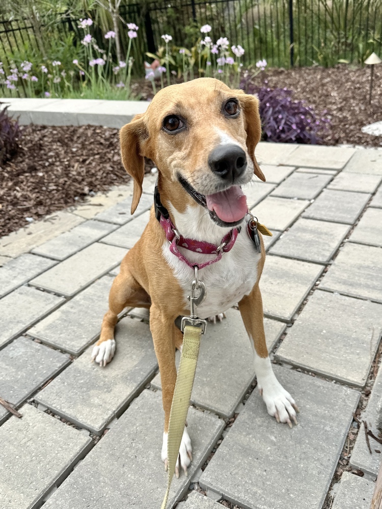 Marlena, an adoptable Foxhound, Beagle in Charleston, SC, 29416 | Photo Image 2