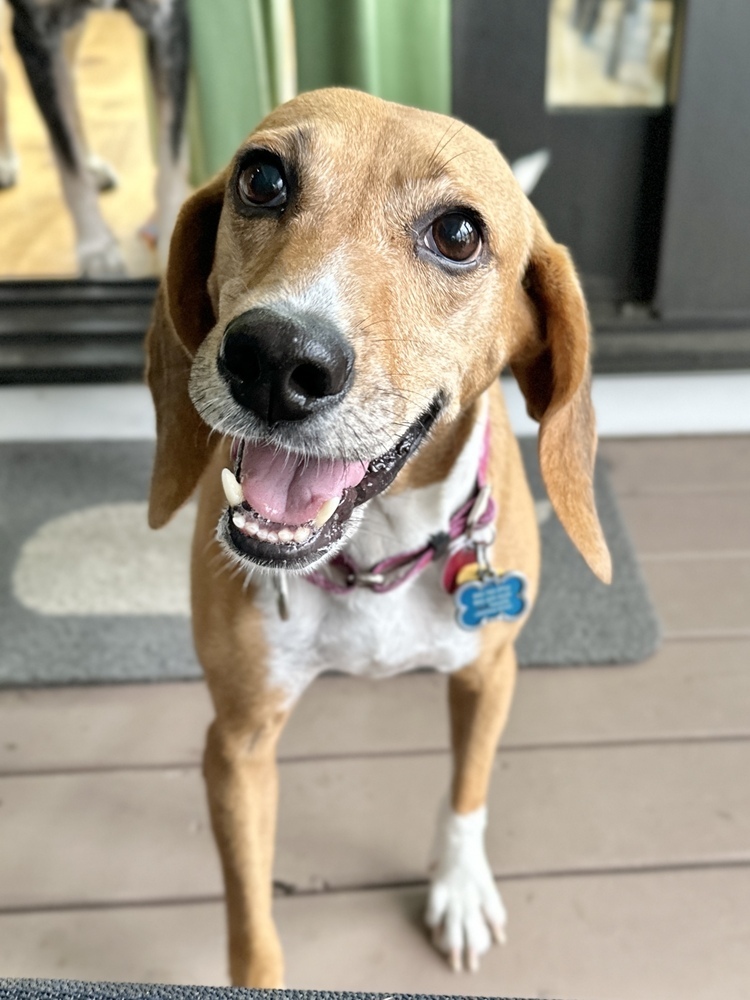 Marlena, an adoptable Foxhound, Beagle in Charleston, SC, 29416 | Photo Image 3