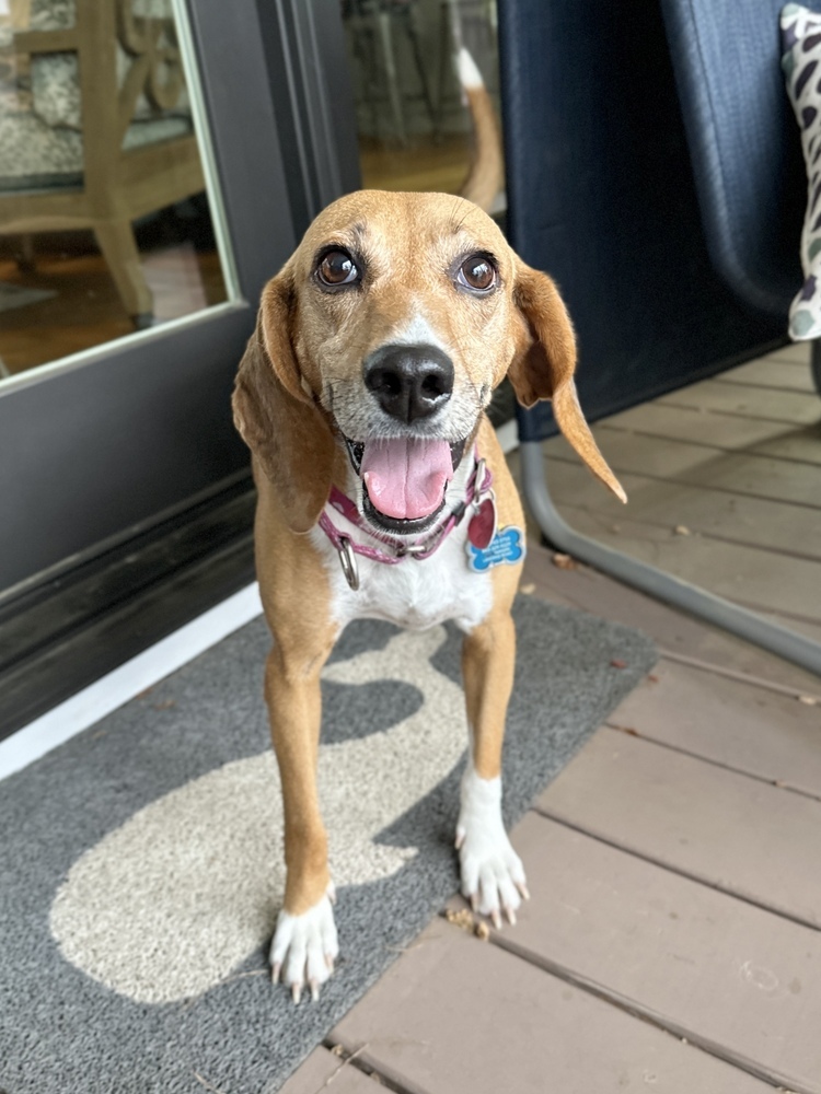 Marlena, an adoptable Foxhound, Beagle in Charleston, SC, 29416 | Photo Image 4