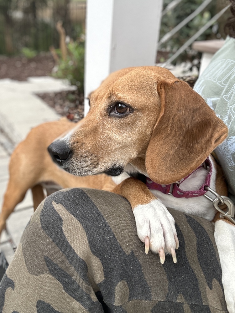 Marlena, an adoptable Foxhound, Beagle in Charleston, SC, 29416 | Photo Image 5