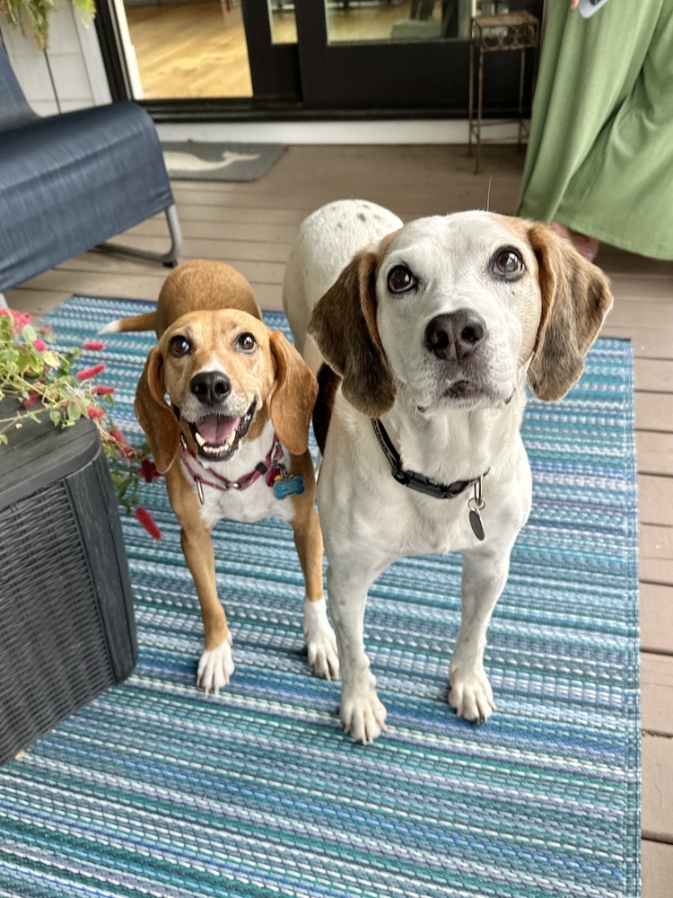 Marlena, an adoptable Foxhound, Beagle in Charleston, SC, 29416 | Photo Image 6