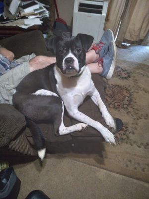 Howie, Young Male Boxer