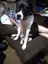 Howie photo 2