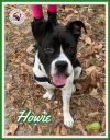 Howie photo 3