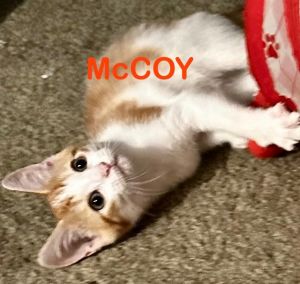 McCOY Kitten (m)