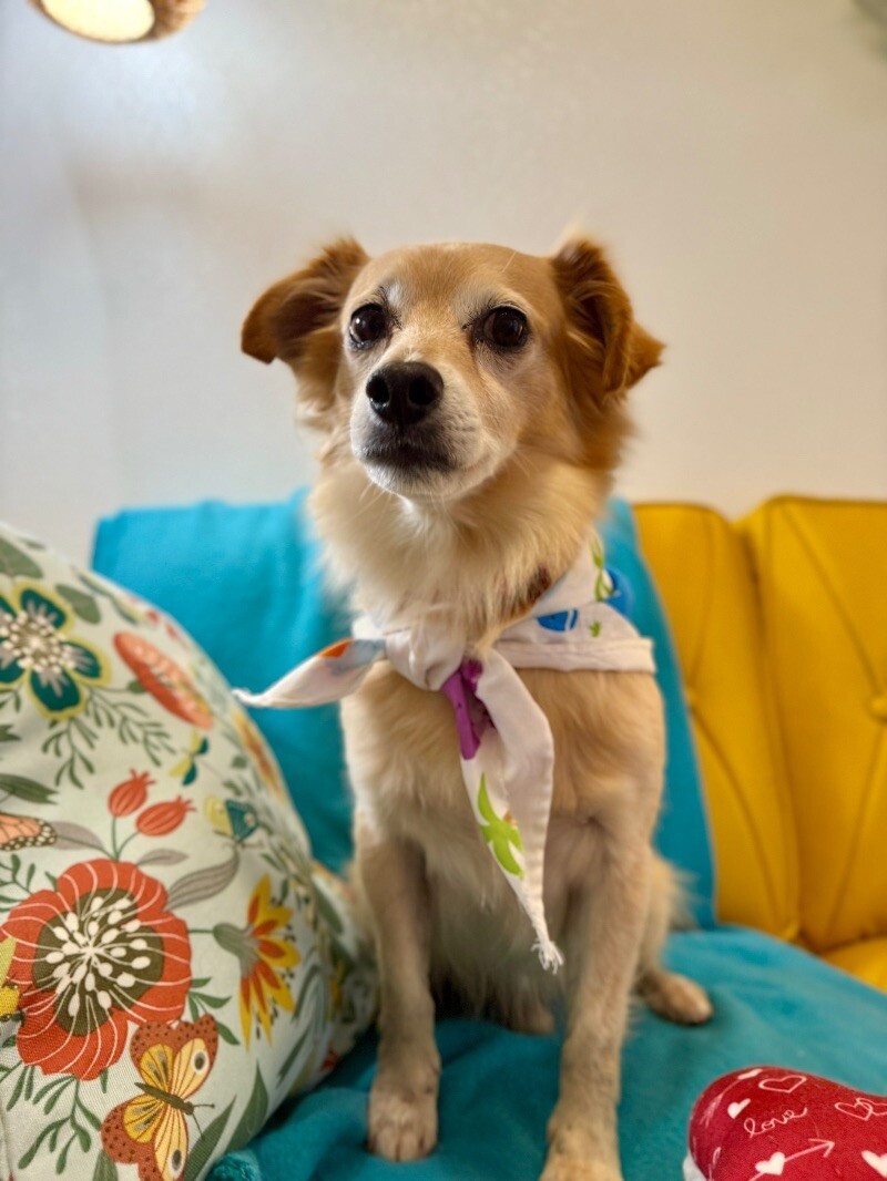 Scheyer, an adoptable Papillon, Chihuahua in Friendswood, TX, 77546 | Photo Image 2