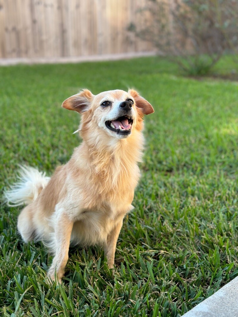 Scheyer, an adoptable Papillon, Chihuahua in Friendswood, TX, 77546 | Photo Image 4