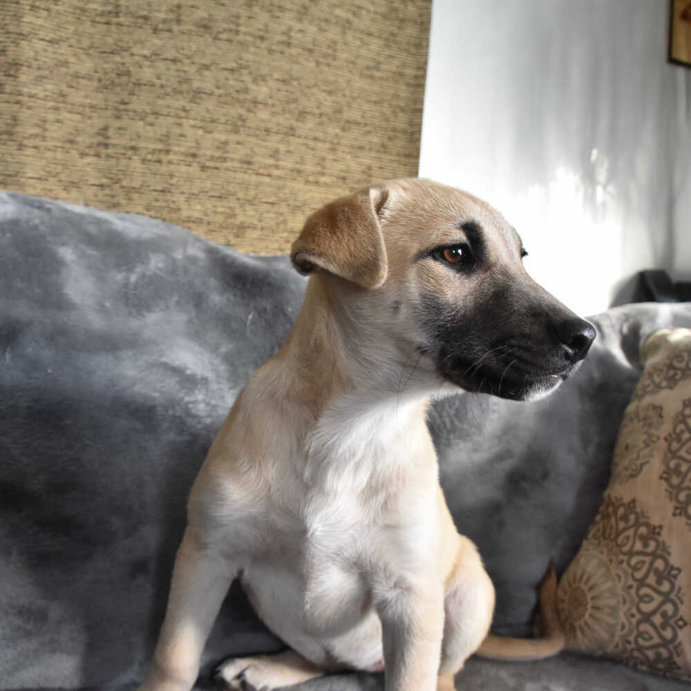 Freya, an adoptable Mixed Breed in Dodson, MT, 59524 | Photo Image 2