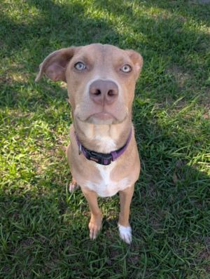 Merlin, Baby Male Mixed Breed
