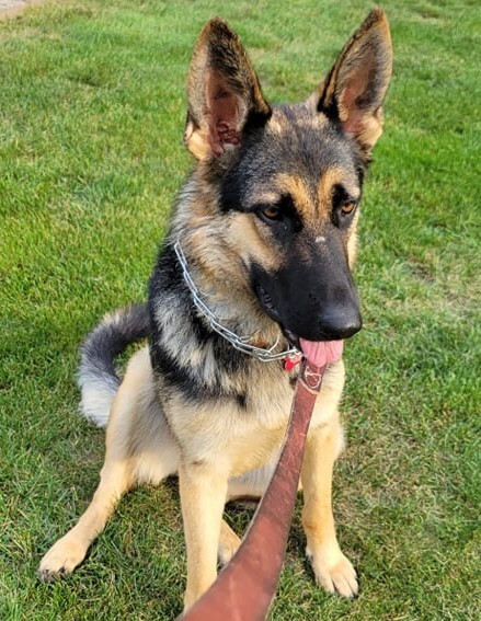 Kira, an adoptable German Shepherd Dog in Fredonia, WI, 53021 | Photo Image 1