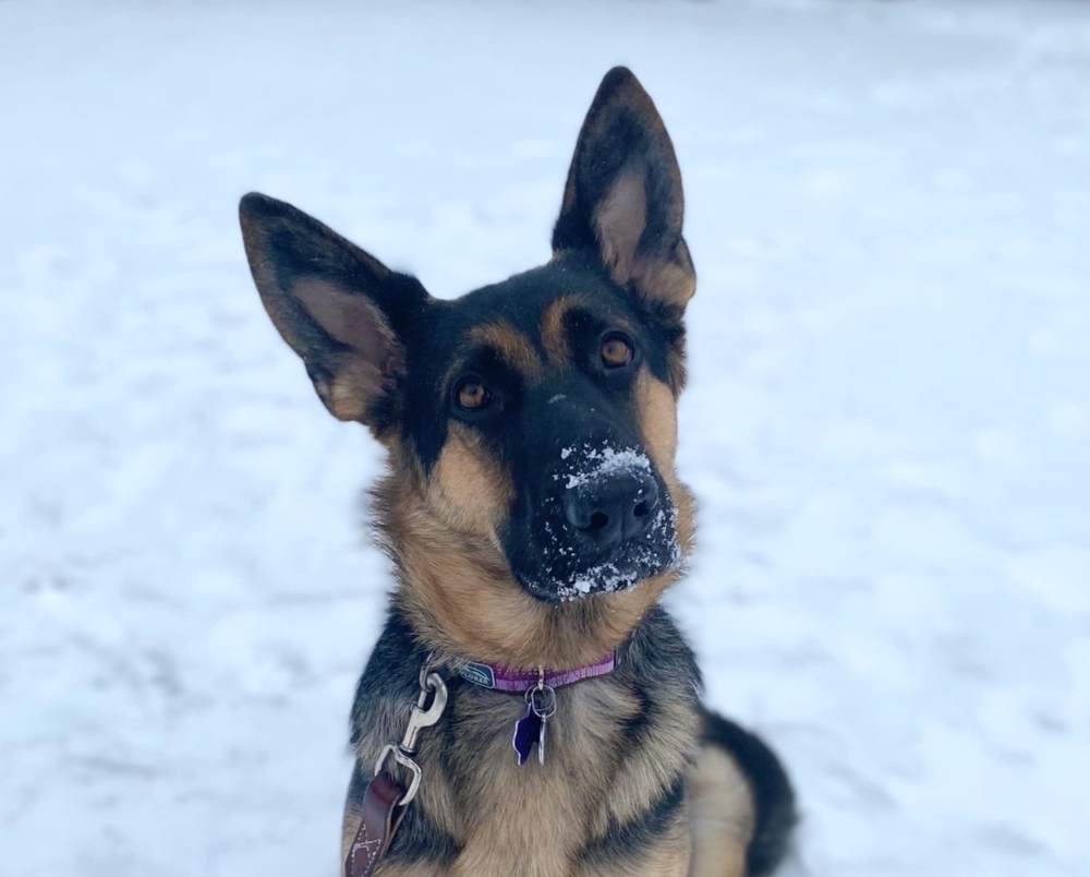 Kira, an adoptable German Shepherd Dog in Fredonia, WI, 53021 | Photo Image 2