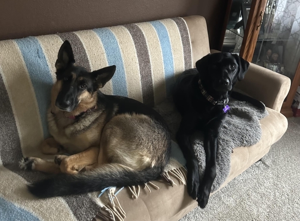 Kira, an adoptable German Shepherd Dog in Fredonia, WI, 53021 | Photo Image 3