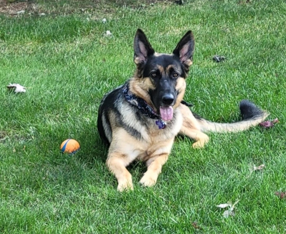Kira, an adoptable German Shepherd Dog in Fredonia, WI, 53021 | Photo Image 5