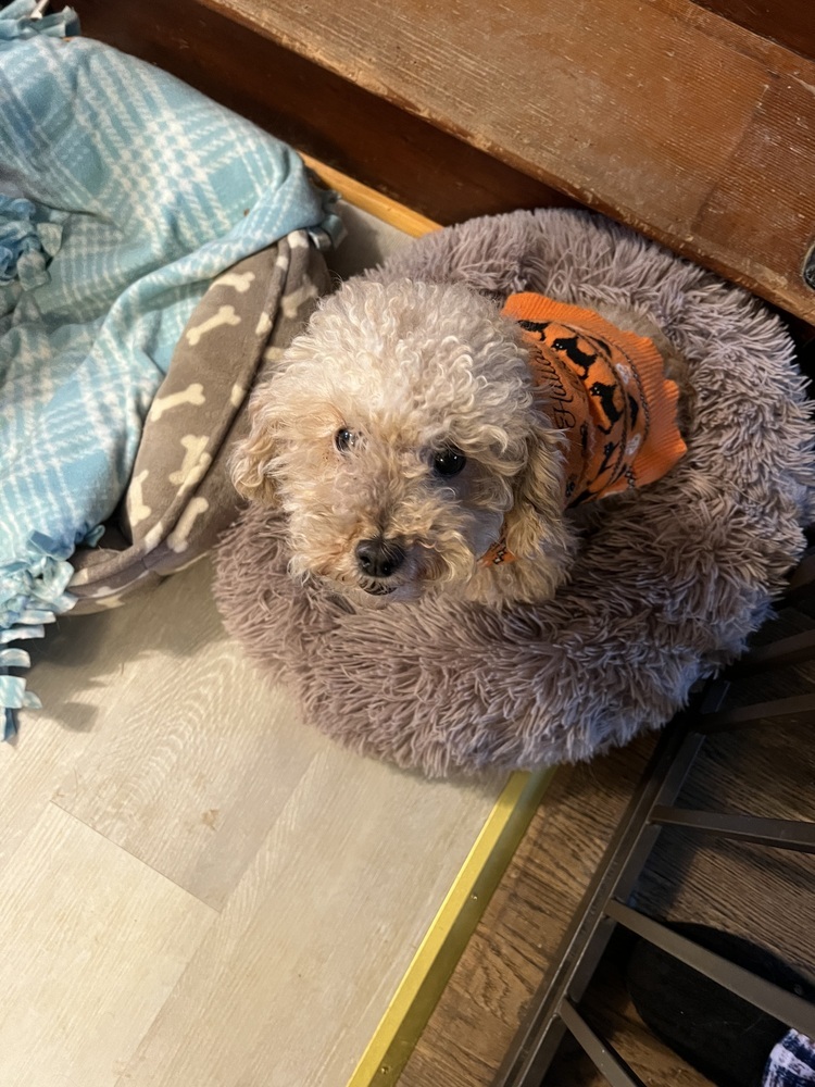 Daphne, an adoptable Cockapoo in harrison city, PA, 15636 | Photo Image 1