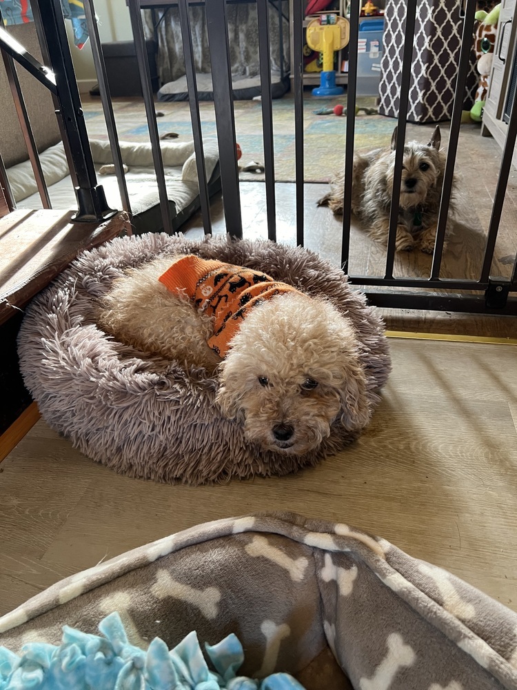 Daphne, an adoptable Cockapoo in harrison city, PA, 15636 | Photo Image 2