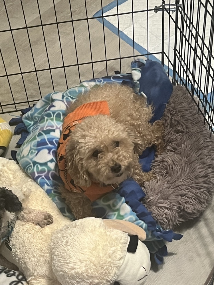 Daphne, an adoptable Cockapoo in harrison city, PA, 15636 | Photo Image 3