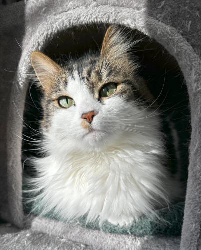 Brittany, an adoptable Domestic Long Hair in St. Johnsbury, VT, 05819 | Photo Image 1