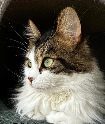 Brittany, an adoptable Domestic Long Hair in St. Johnsbury, VT, 05819 | Photo Image 2
