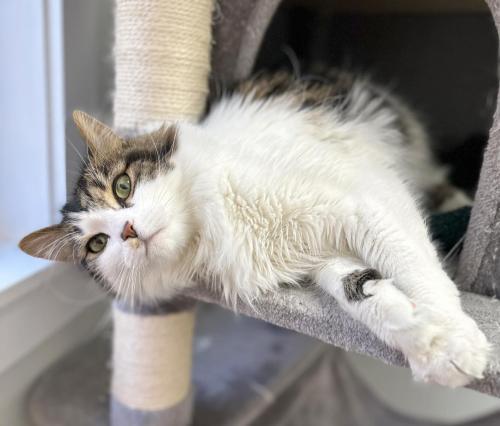 Brittany, an adoptable Domestic Long Hair in St. Johnsbury, VT, 05819 | Photo Image 3