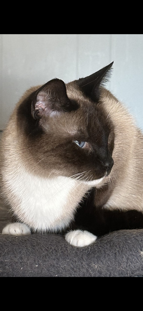 Noelle and Nicholas, an adoptable Siamese, Snowshoe in GREENVILLE, SC, 29609 | Photo Image 3