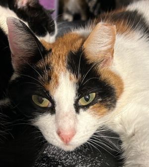 Pearl, Adult Female Domestic Short Hair