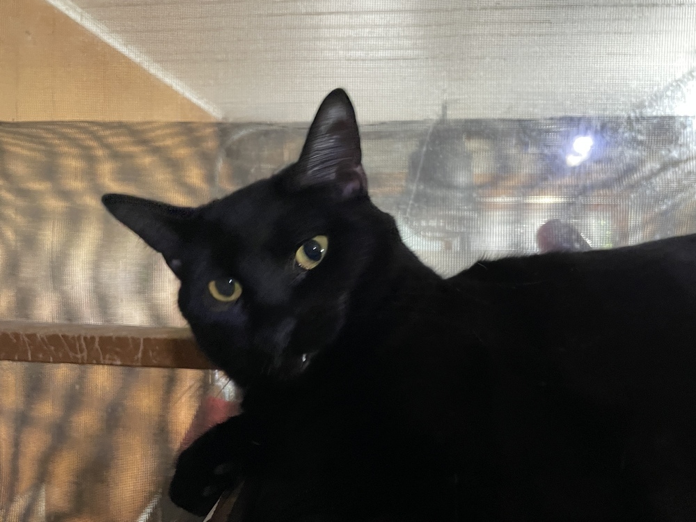 Piper, an adoptable Domestic Short Hair in Abrams, WI, 54101 | Photo Image 1