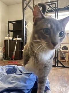 Kleo A345488, an adoptable Domestic Medium Hair in Corpus Christi, TX, 78415 | Photo Image 2