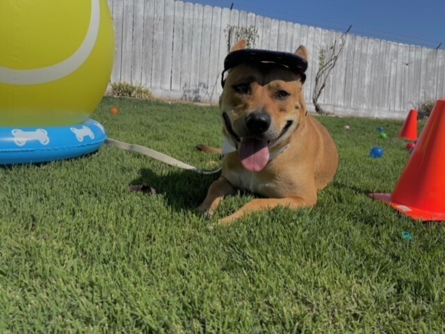 Coco, an adoptable Pumi, Pit Bull Terrier in Stockton, CA, 95215 | Photo Image 1