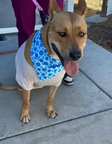 Coco, an adoptable Pumi, Pit Bull Terrier in Stockton, CA, 95215 | Photo Image 2