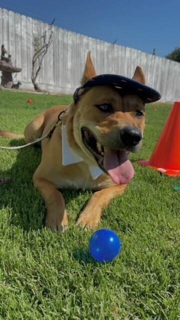 Coco, an adoptable Pumi, Pit Bull Terrier in Stockton, CA, 95215 | Photo Image 3