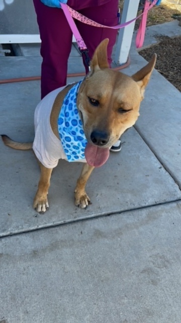 Coco, an adoptable Pumi, Pit Bull Terrier in Stockton, CA, 95215 | Photo Image 4